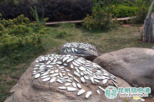 曬滿茄子片的石頭 網(wǎng)友供圖