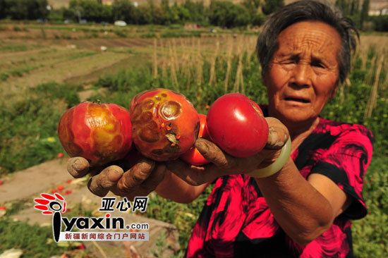 菜農(nóng)張菊英拿著變形和腐爛的柿子老淚縱橫，灑下汗水的土地結(jié)出的卻是惡果。 亞心網(wǎng)記者 李鐵軍 攝