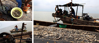 2011年，山東壽光市羊口鎮(zhèn)。漁民在海上打漁。十年來由于陸路沿岸的工業(yè)污染物排入小清河后流入渤海，致使小清河及渤海的生態(tài)受到嚴(yán)重破壞。在小清河入海口，已經(jīng)打不上經(jīng)濟(jì)魚類，只有一些過去不值得打的小雜魚。牛光 攝