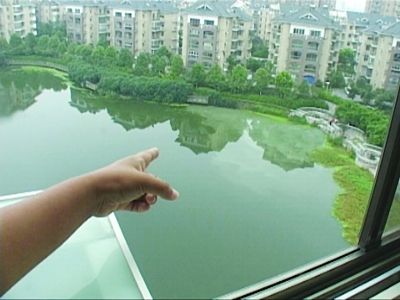 昨天江寧百家湖西南角再次出現“牛奶污水”。