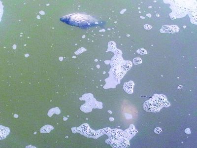 活魚入水10分鐘就漂浮上來。