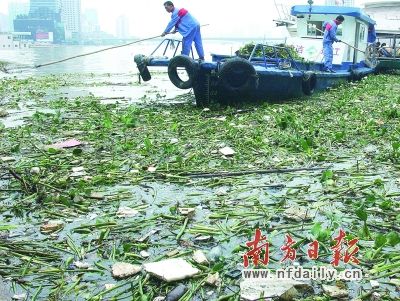 洪水后環衛工人正在打撈珠江上的漂流物。