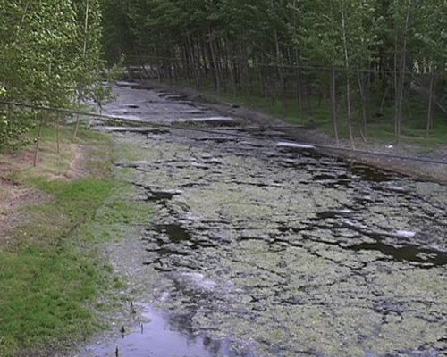 嚴重富氧化的水面。