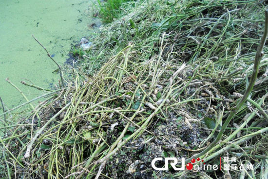 2012年6月1日，江蘇大豐，20萬(wàn)條春蠶突發(fā)死亡，初步斷定死亡原因是農(nóng)藥中毒。死蠶被廢棄在河邊產(chǎn)生二次污染。圖片來源：cfp