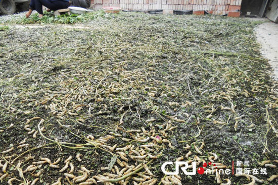 2012年6月1日，江蘇大豐，20萬(wàn)條春蠶突發(fā)死亡，初步斷定死亡原因是農(nóng)藥中毒。大量的死蠶攤在地上。圖片來源：cfp
