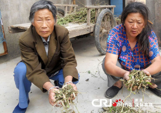 2012年6月1日，江蘇大豐，20萬(wàn)條春蠶突發(fā)死亡，初步斷定死亡原因是農(nóng)藥中毒。手捧死蠶，蠶農(nóng)非常沮喪。圖片來源：cfp