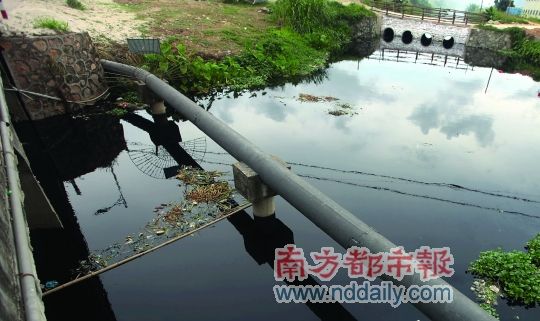 珠海中山跨界水污染。南都記者馬強　攝
