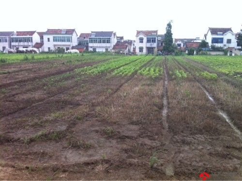 多畝農作物死亡