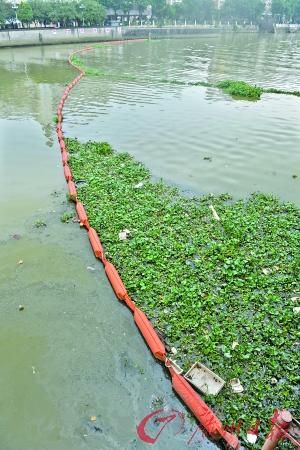 廣佛跨界的水口水道北村水閘處攔截許多的生活垃圾和水浮蓮。