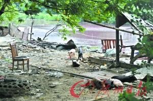 里水金沙洲片區(qū)養(yǎng)殖場(chǎng)整治過多次，現(xiàn)場(chǎng)仍一片殘留。