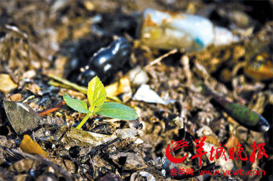 珠三角某地菜農用垃圾做底肥，導致土壤和蔬菜受到污染 羊城晚報記者 何奔 攝