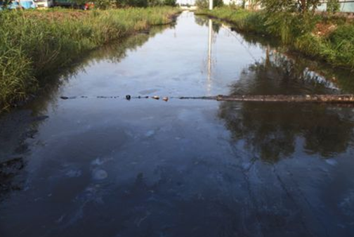 史口鎮(zhèn)七干渠中滿是黑色的污水，污水上還漂浮著油花。